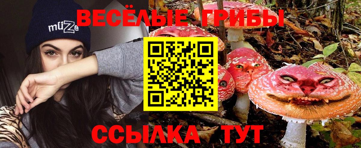 Новошахтинск  Галлюциногенные грибы Cubensis  Вход с VPN 